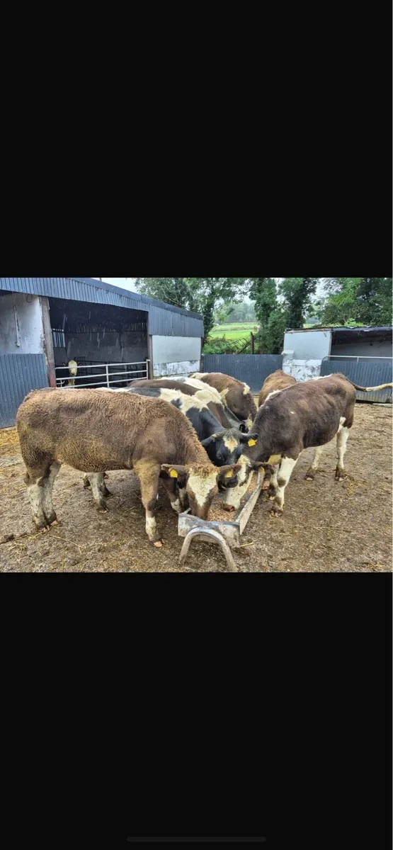 Simmental and blue heifers - Image 3