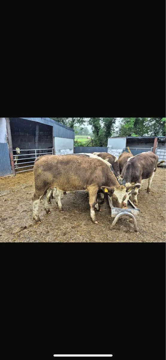 Simmental and blue heifers - Image 4