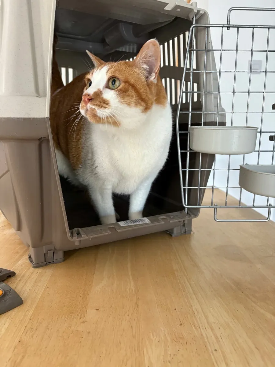 Dog Crate/ Carrier - Image 3