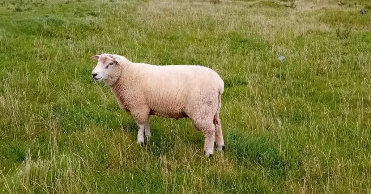 Galway Hoggett Ram - Image 1