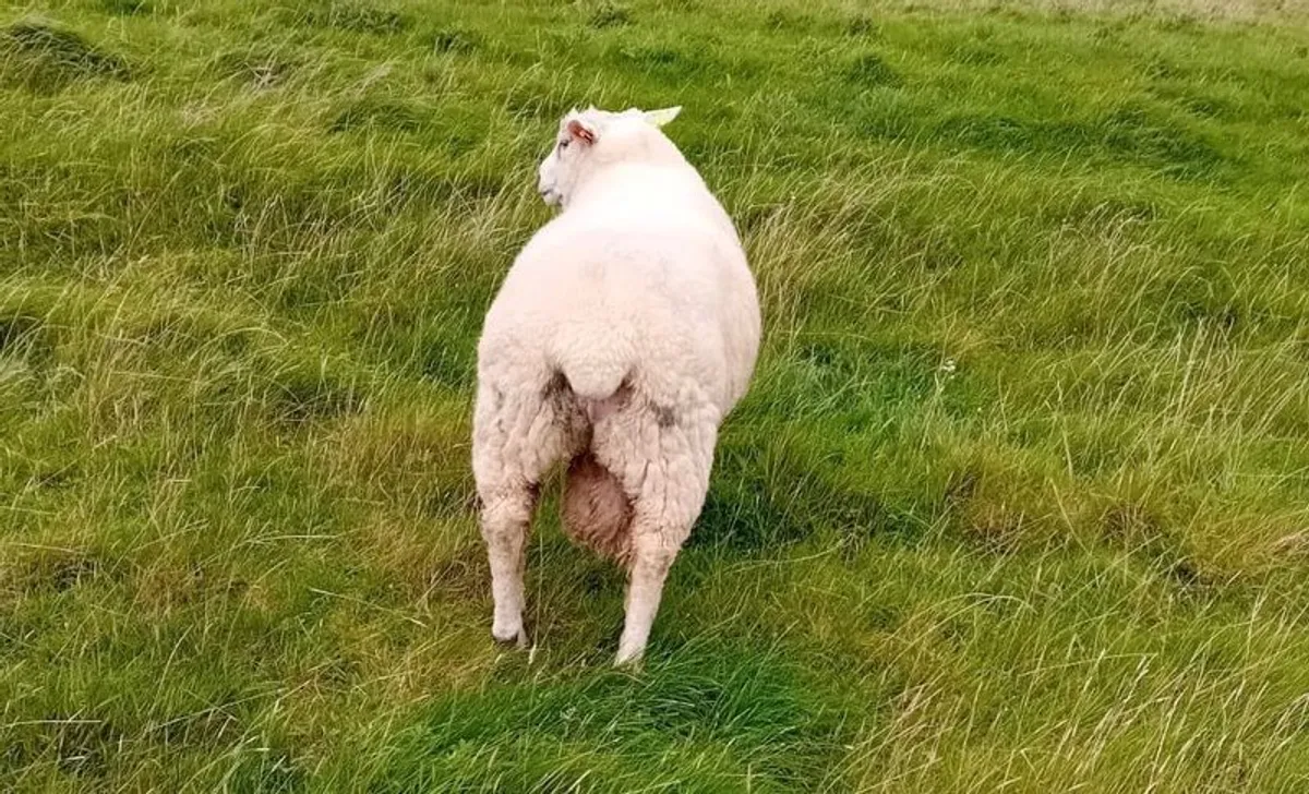 Galway Hoggett Ram - Image 2
