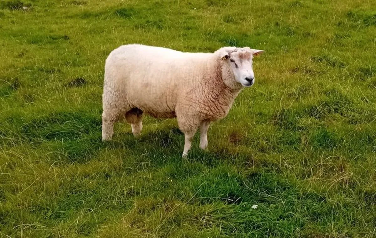 Galway Hoggett Ram - Image 3