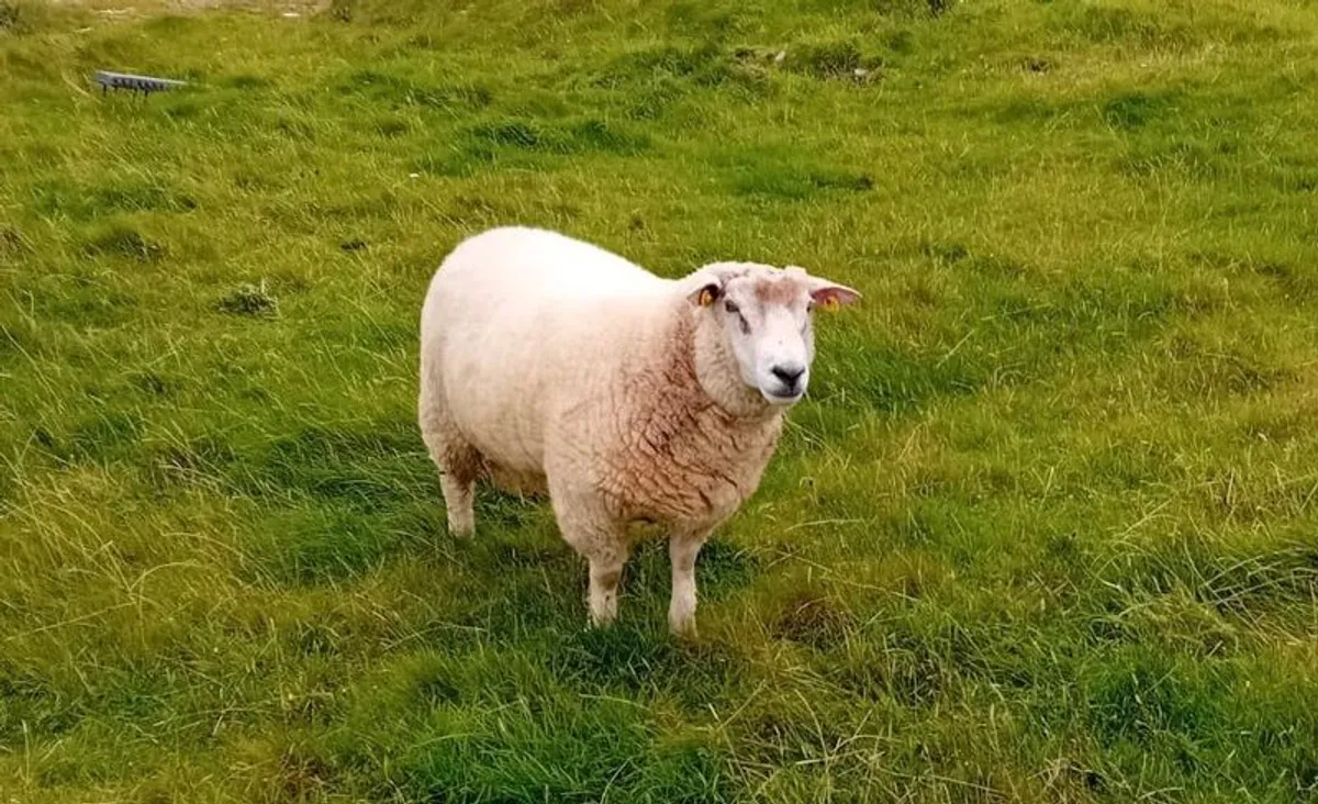 Galway Hoggett Ram - Image 4