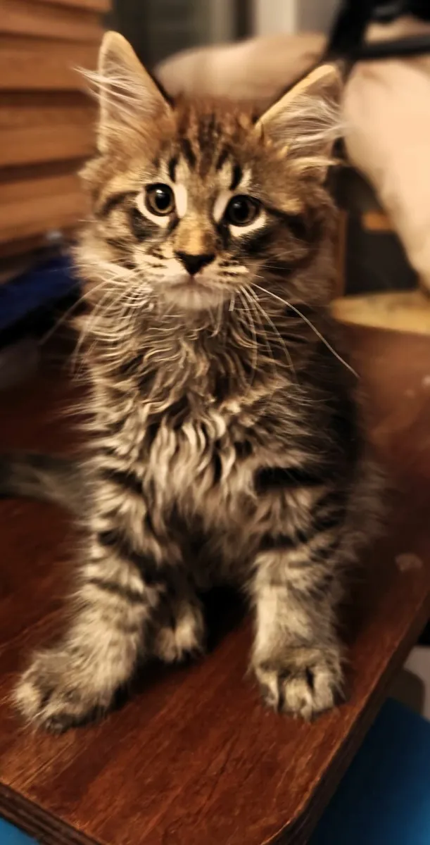 ALL RESERVED. Maine Coon x Tabi cross kittens - Image 2