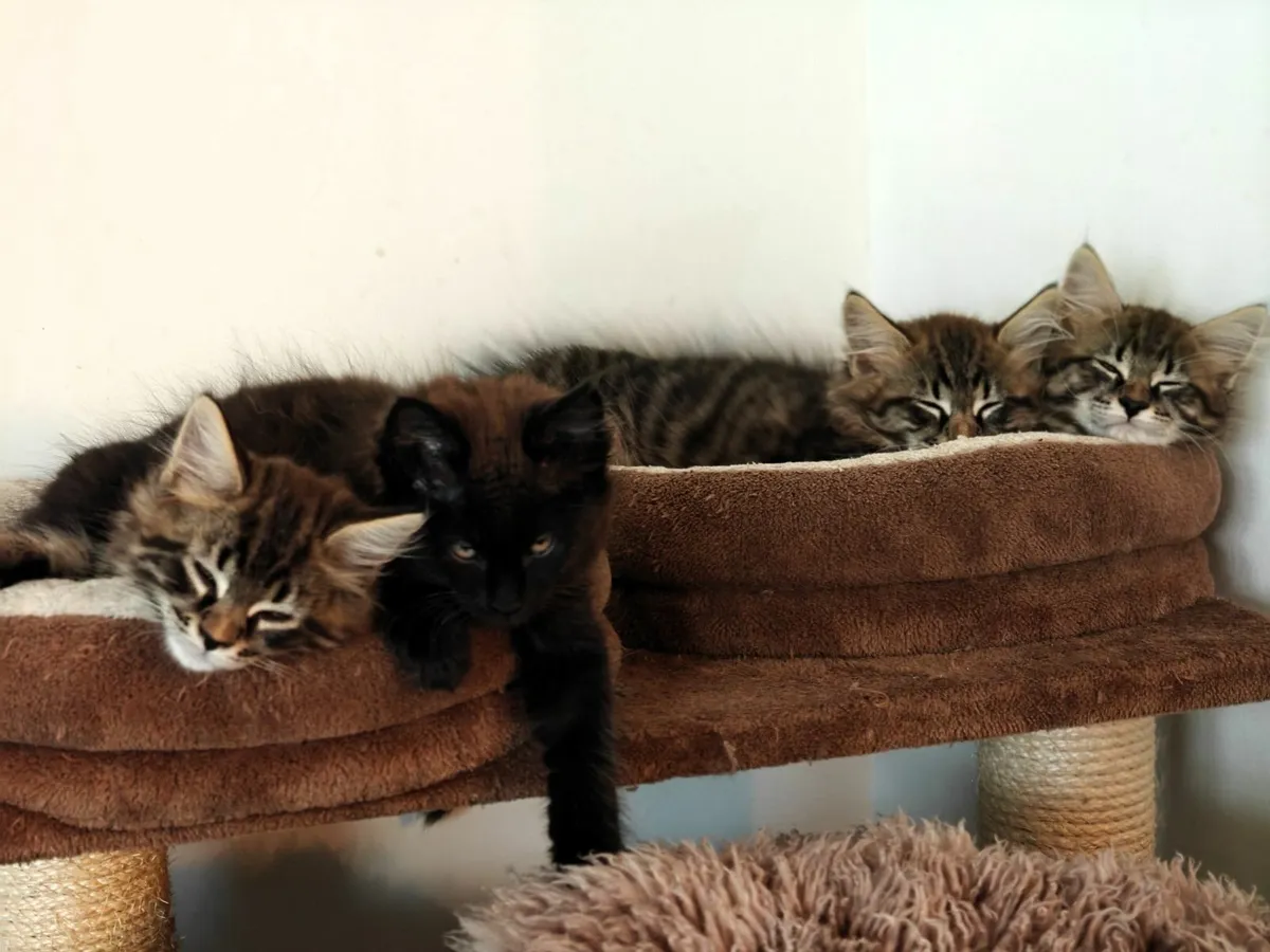 ALL RESERVED. Maine Coon x Tabi cross kittens - Image 3