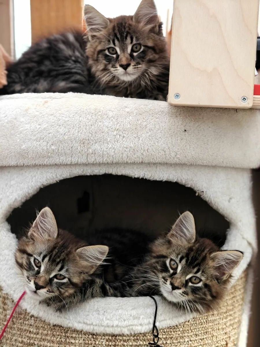 ALL RESERVED. Maine Coon x Tabi cross kittens - Image 4