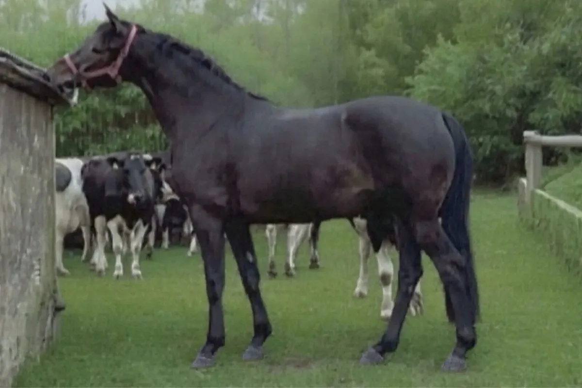 Show quality 2019 ISH mare for sale - Image 1