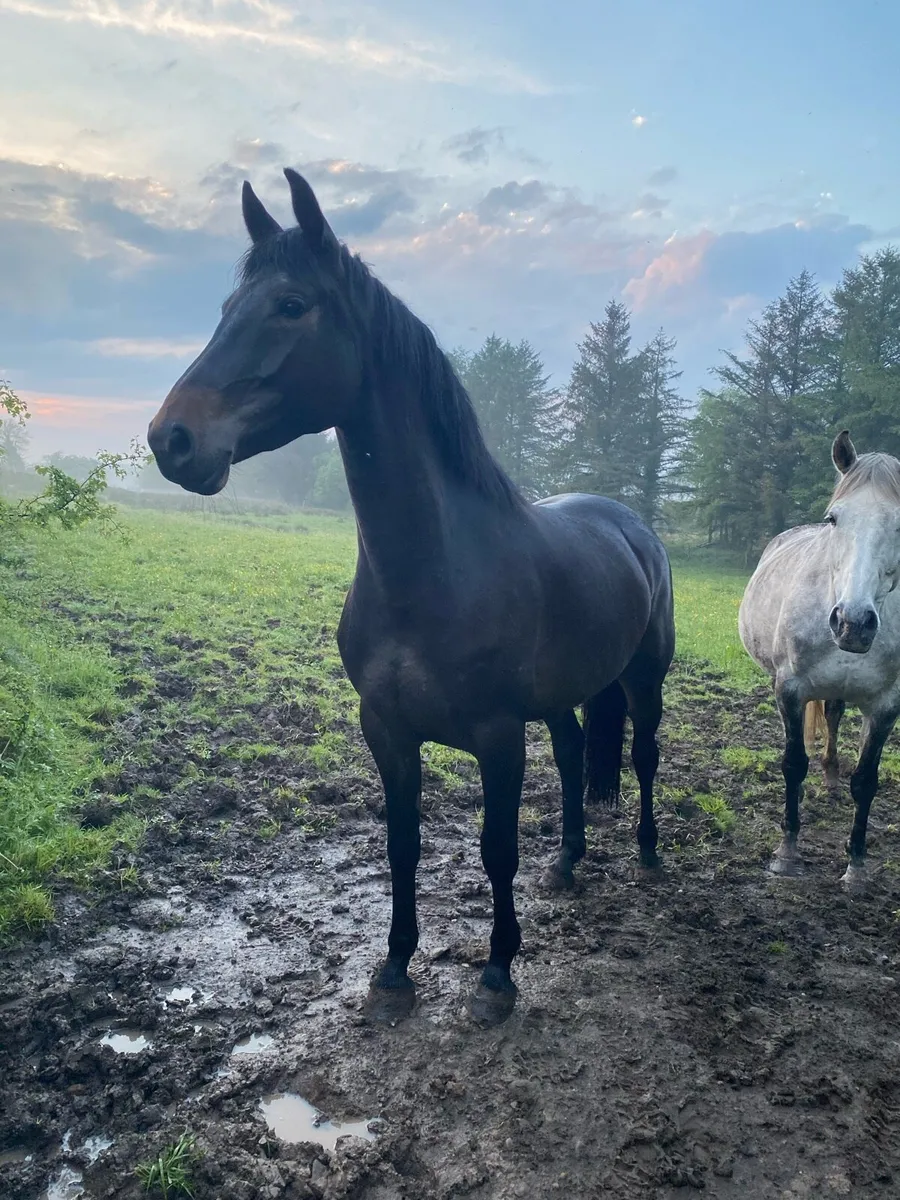 Show quality 2019 ISH mare for sale - Image 2