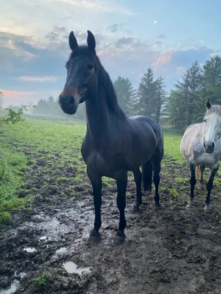 Show quality 2019 ISH mare for sale - Image 3