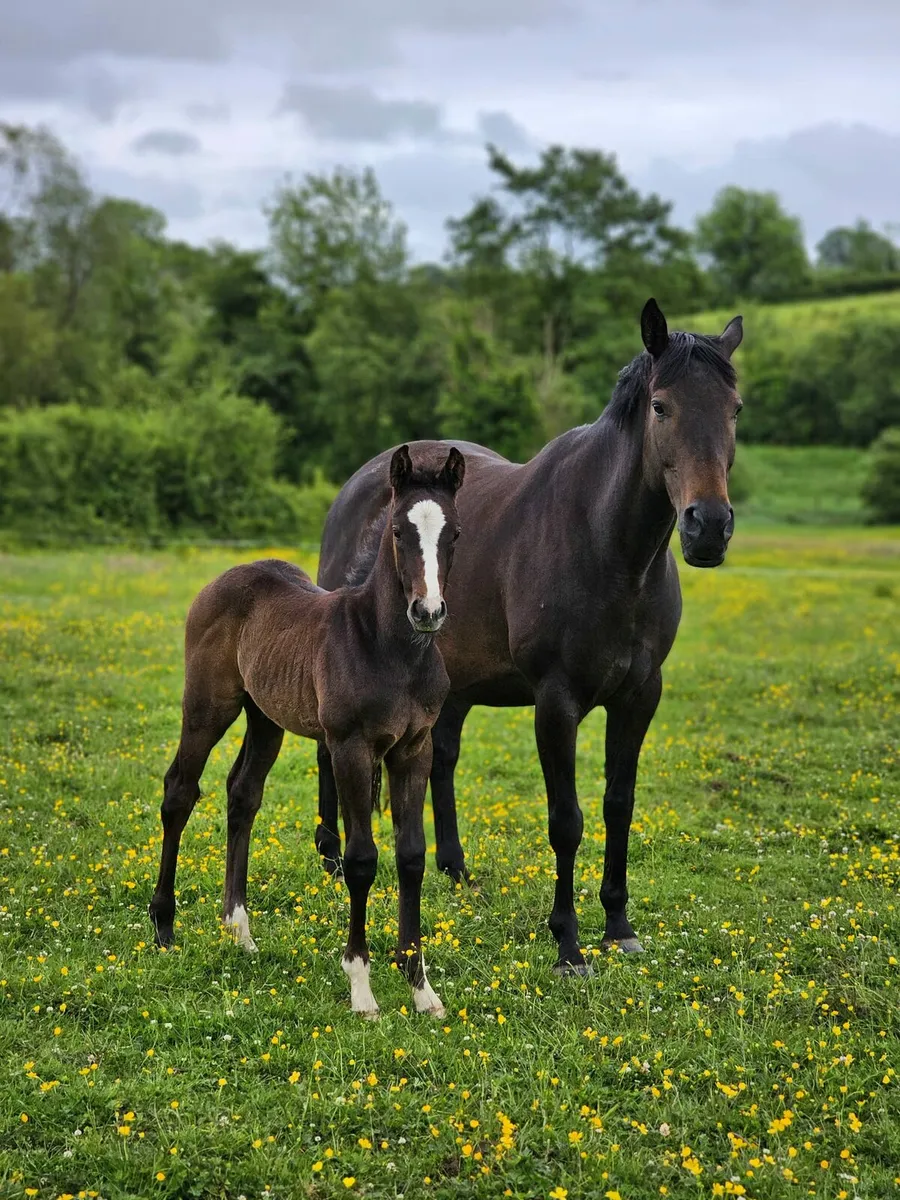 April Foal - Image 1