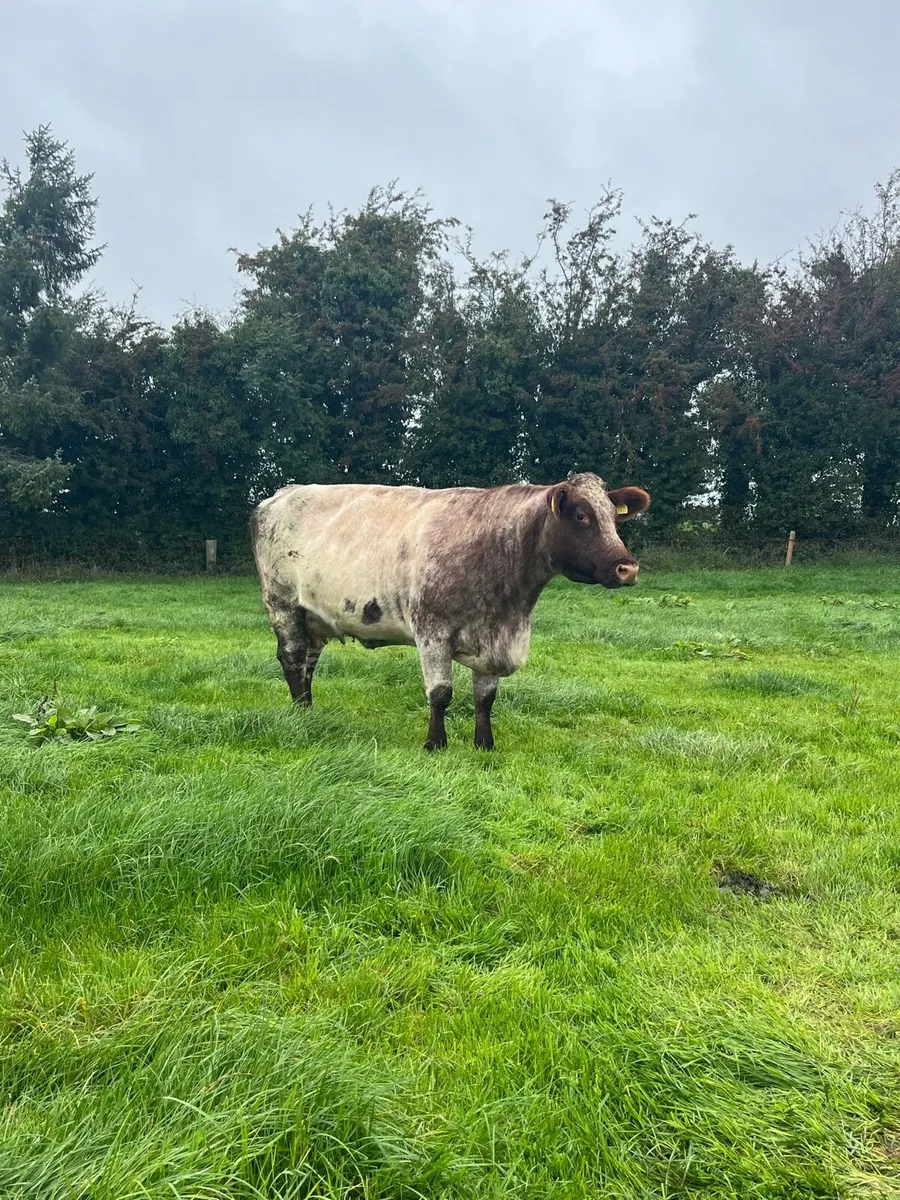 PBR Beef Shorthorn cow and hfr calf - Image 1