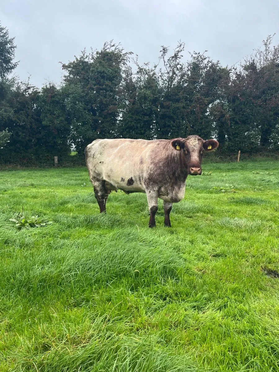 PBR Beef Shorthorn cow and hfr calf - Image 2