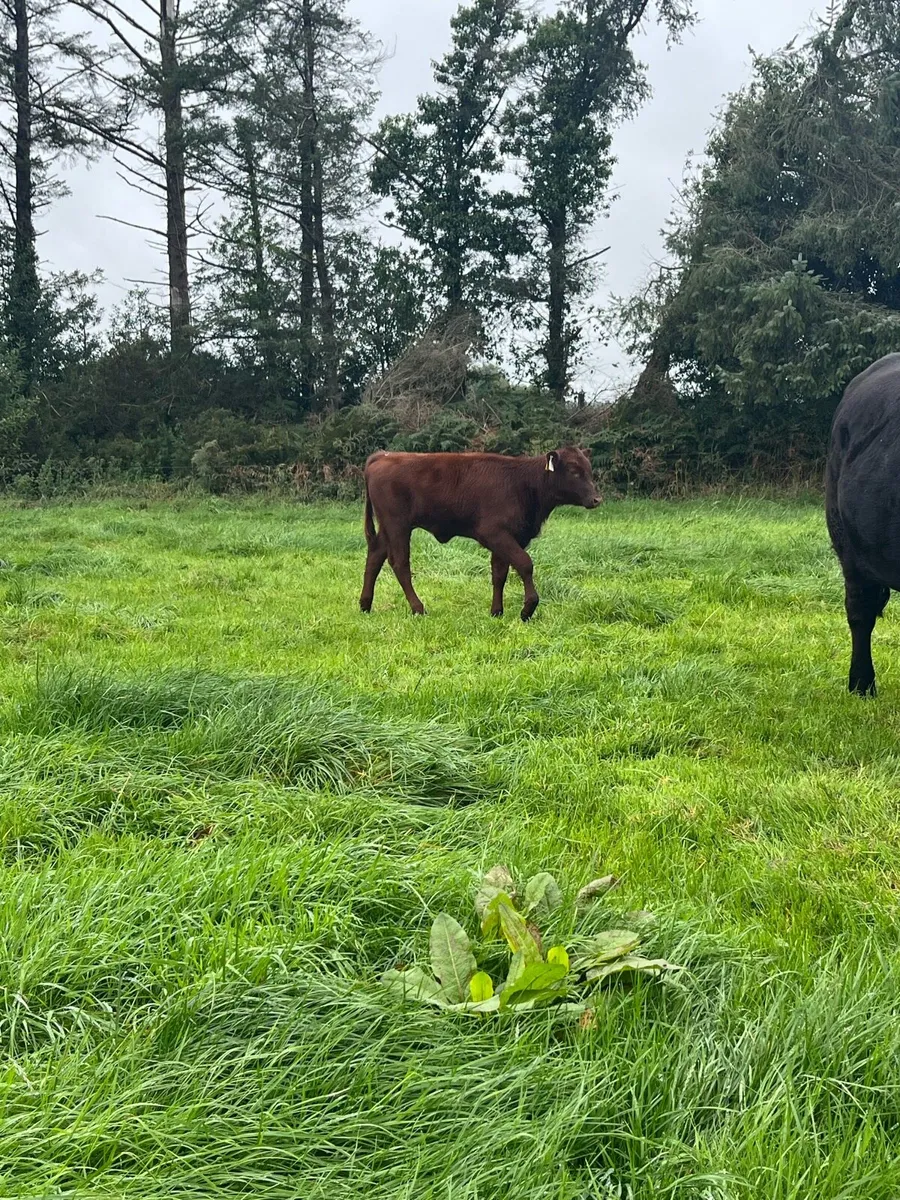 PBR Beef Shorthorn cow and hfr calf - Image 3