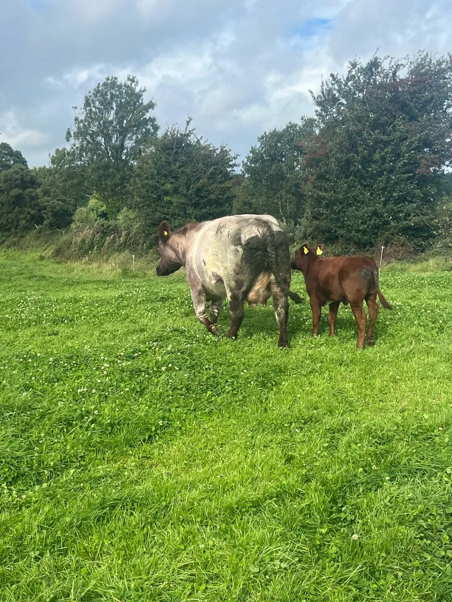 PBR Beef Shorthorn cow and hfr calf - Image 4