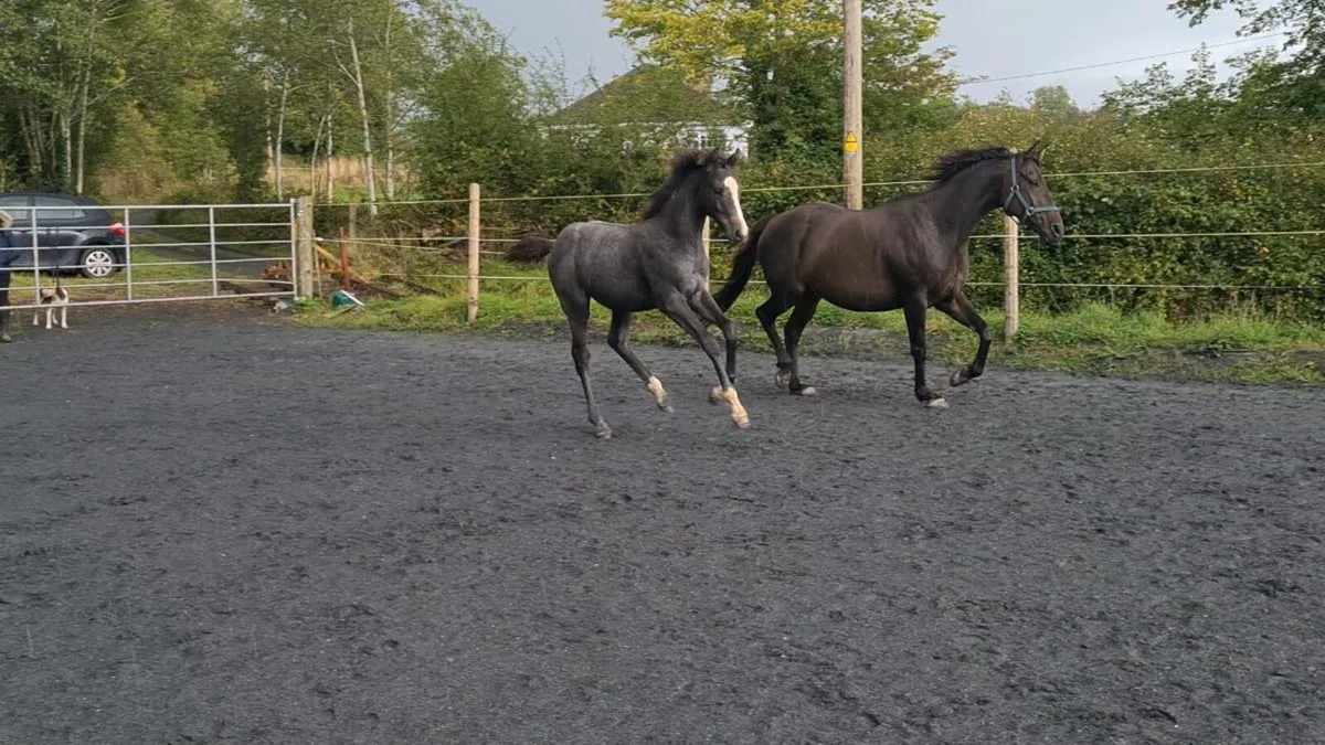 April Foal - Image 3