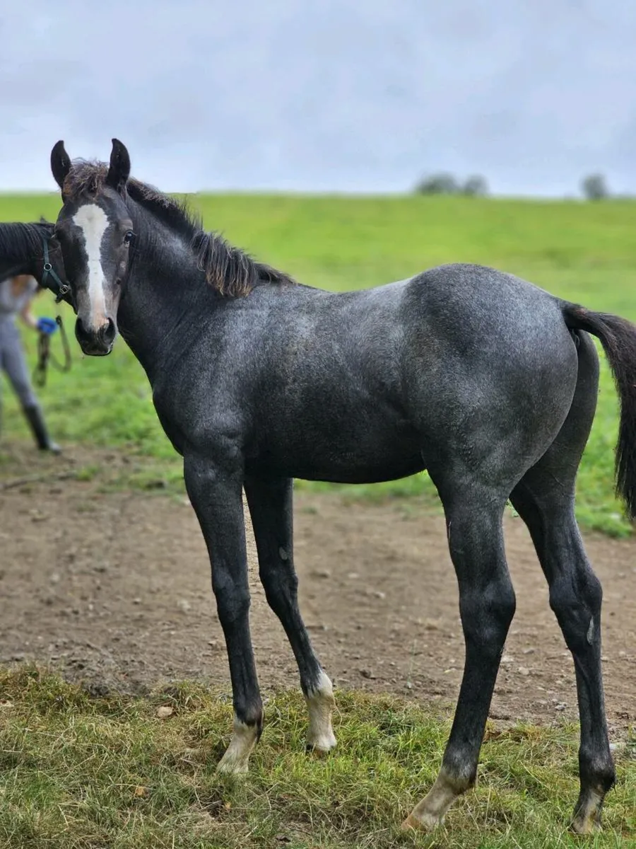 April Foal - Image 4