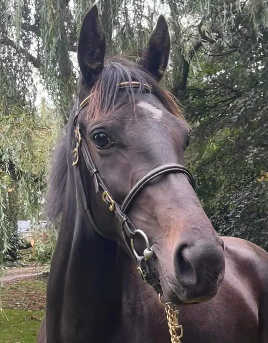 Thoroughbreds stock - Image 1