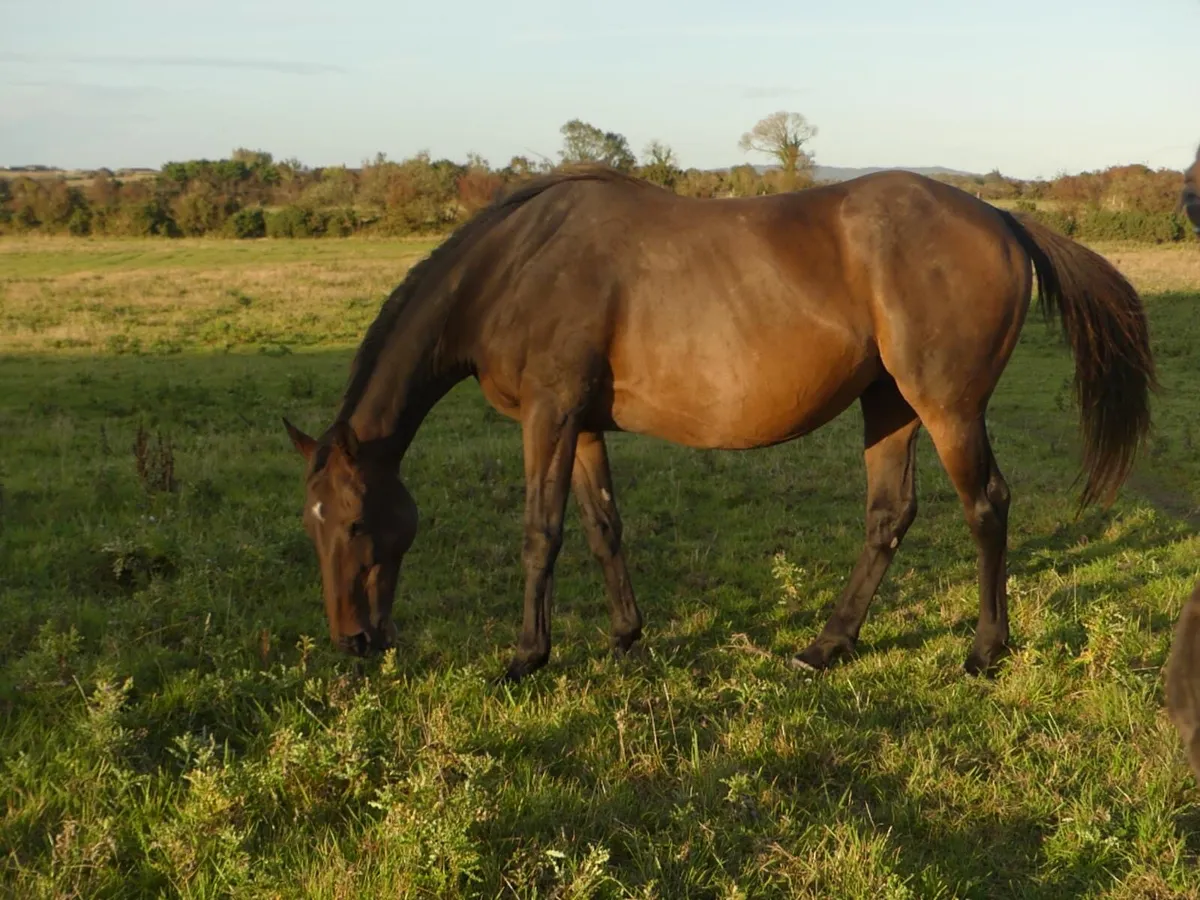 Thoroughbreds stock - Image 2