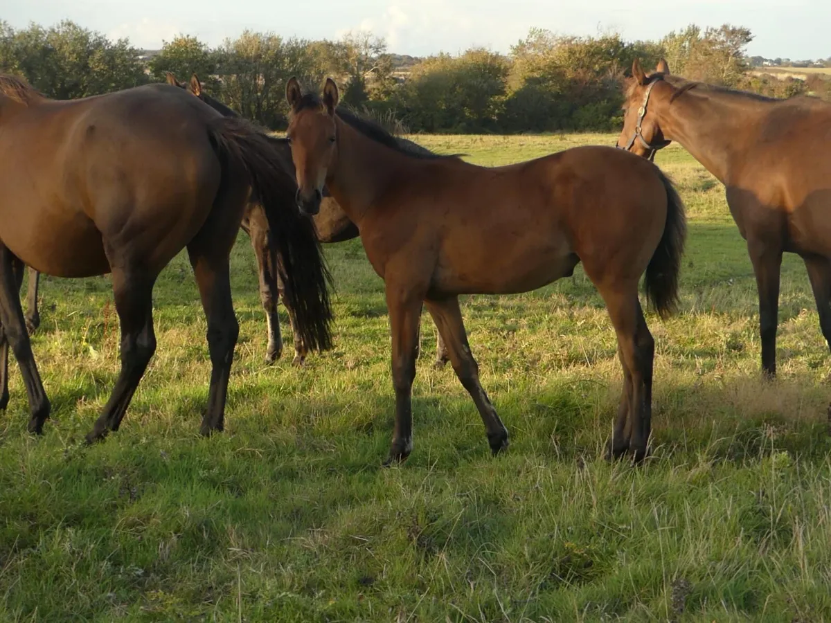 Thoroughbreds stock - Image 3