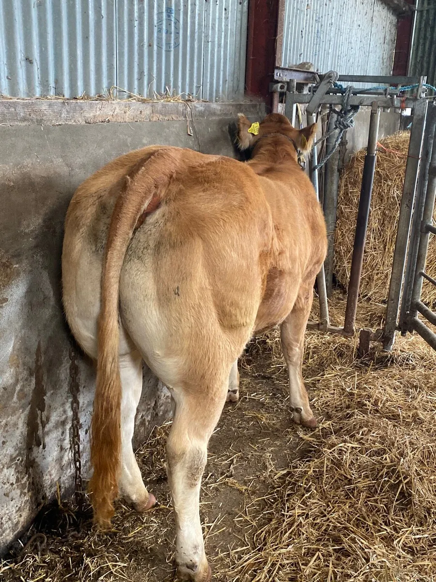 Show pedigree heifer - Image 2