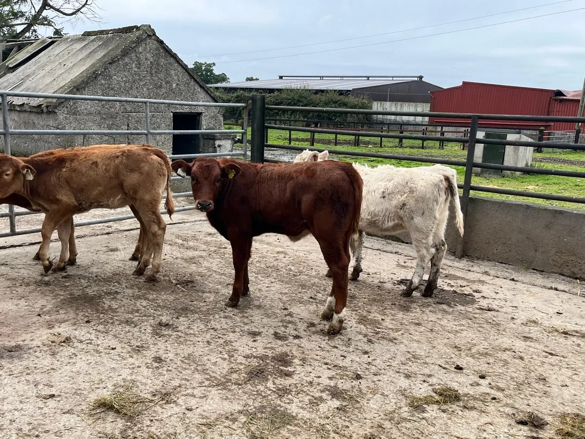 5 super suckler bred  continental heifers - Image 1