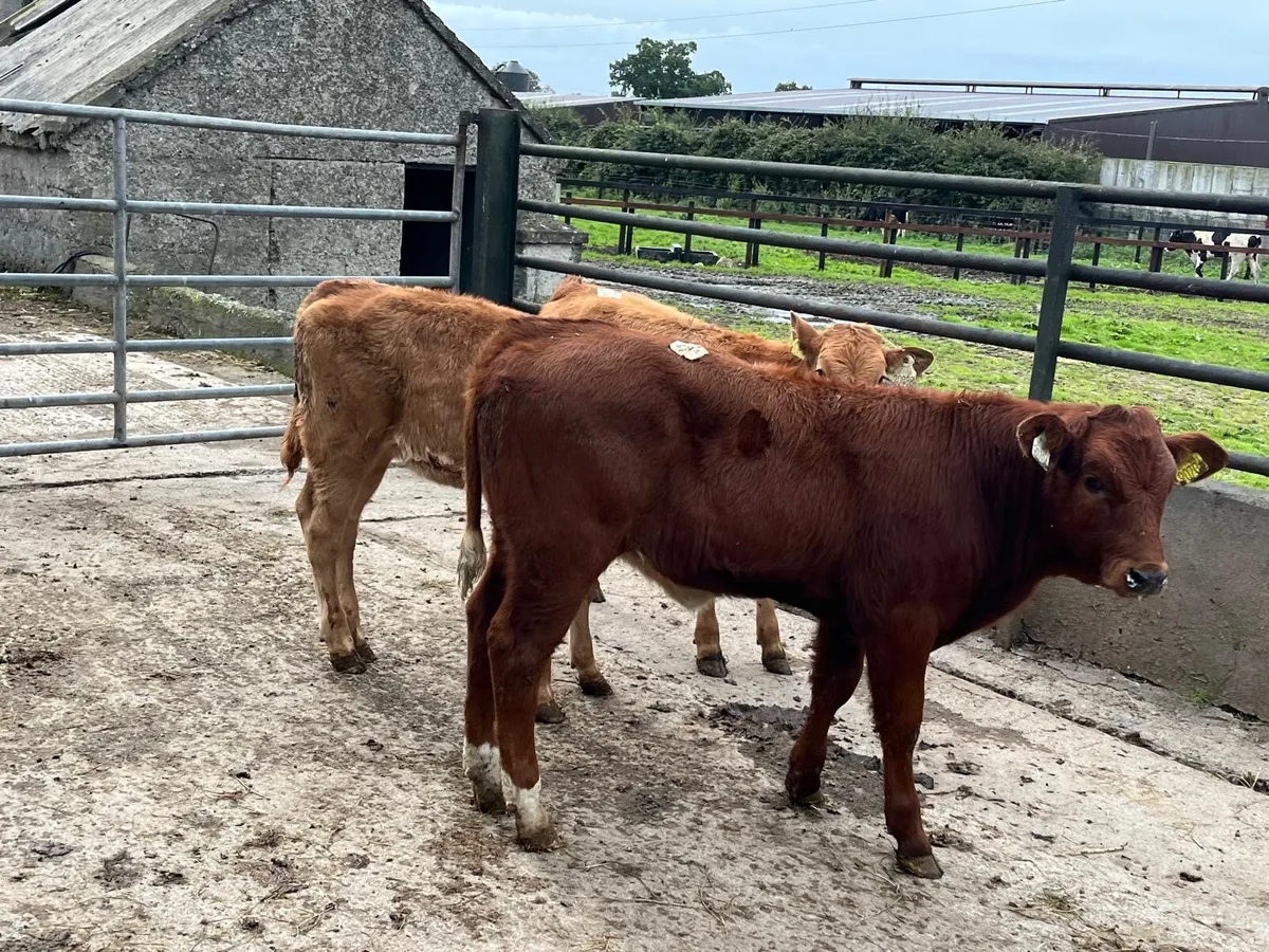 5 super suckler bred  continental heifers - Image 2