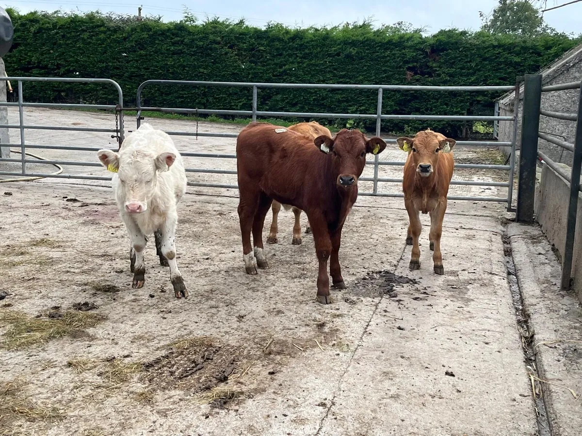 5 super suckler bred  continental heifers - Image 3