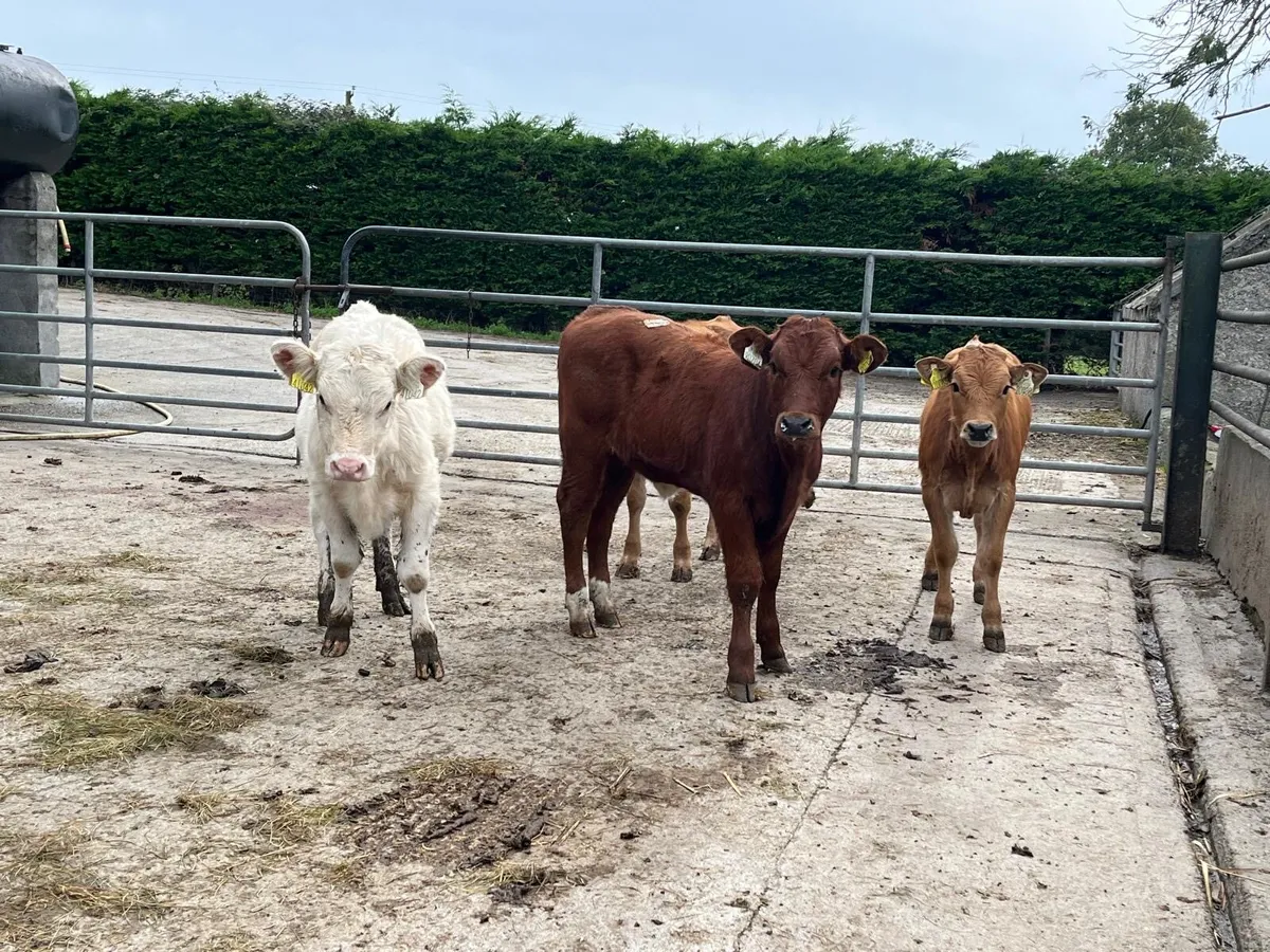 5 super suckler bred  continental heifers - Image 4
