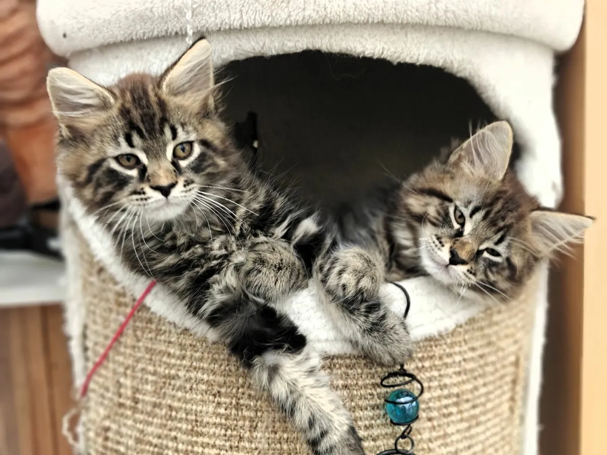 ALL RESERVED. Maine Coon x Tabi cross kittens - Image 1