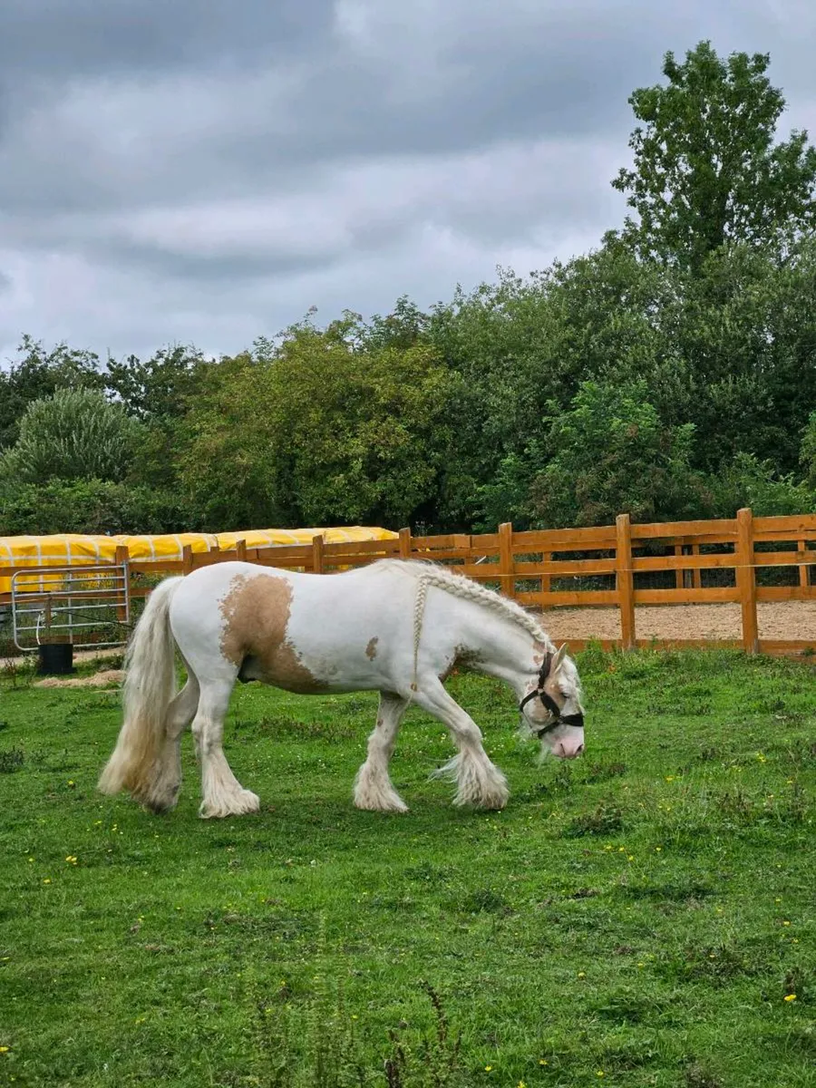 Palimno and white stallion - Image 1