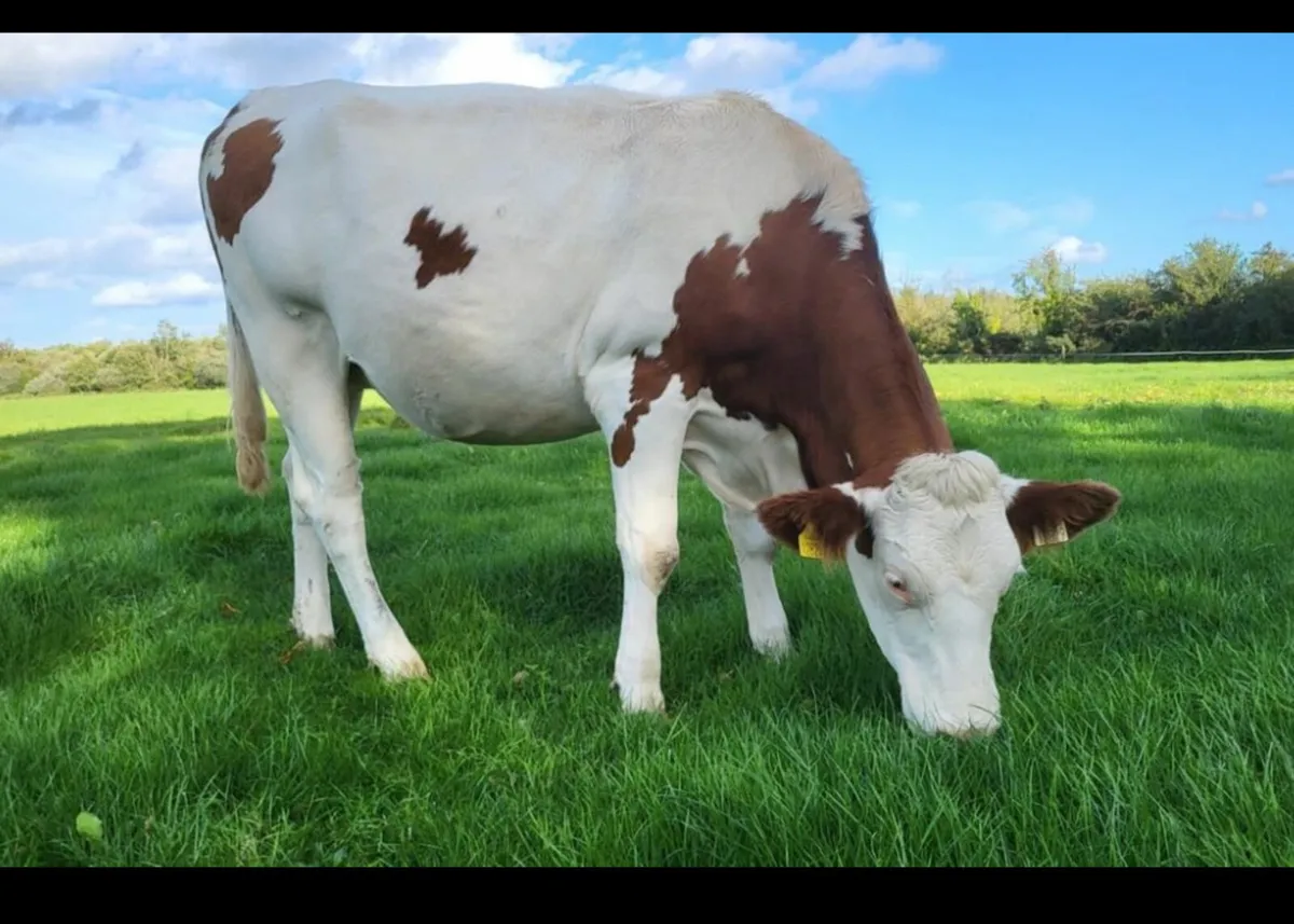 Montbeliard cow