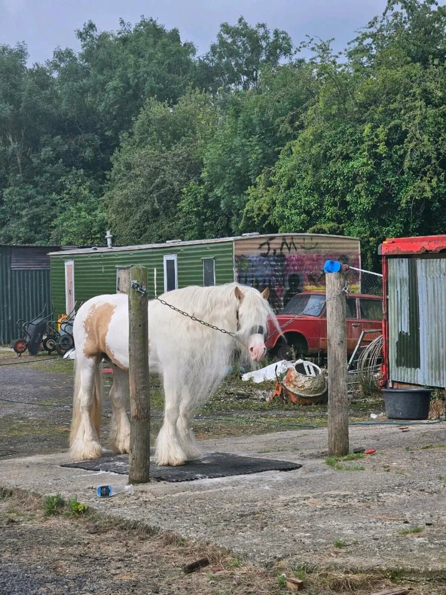 Palimno and white stallion - Image 3