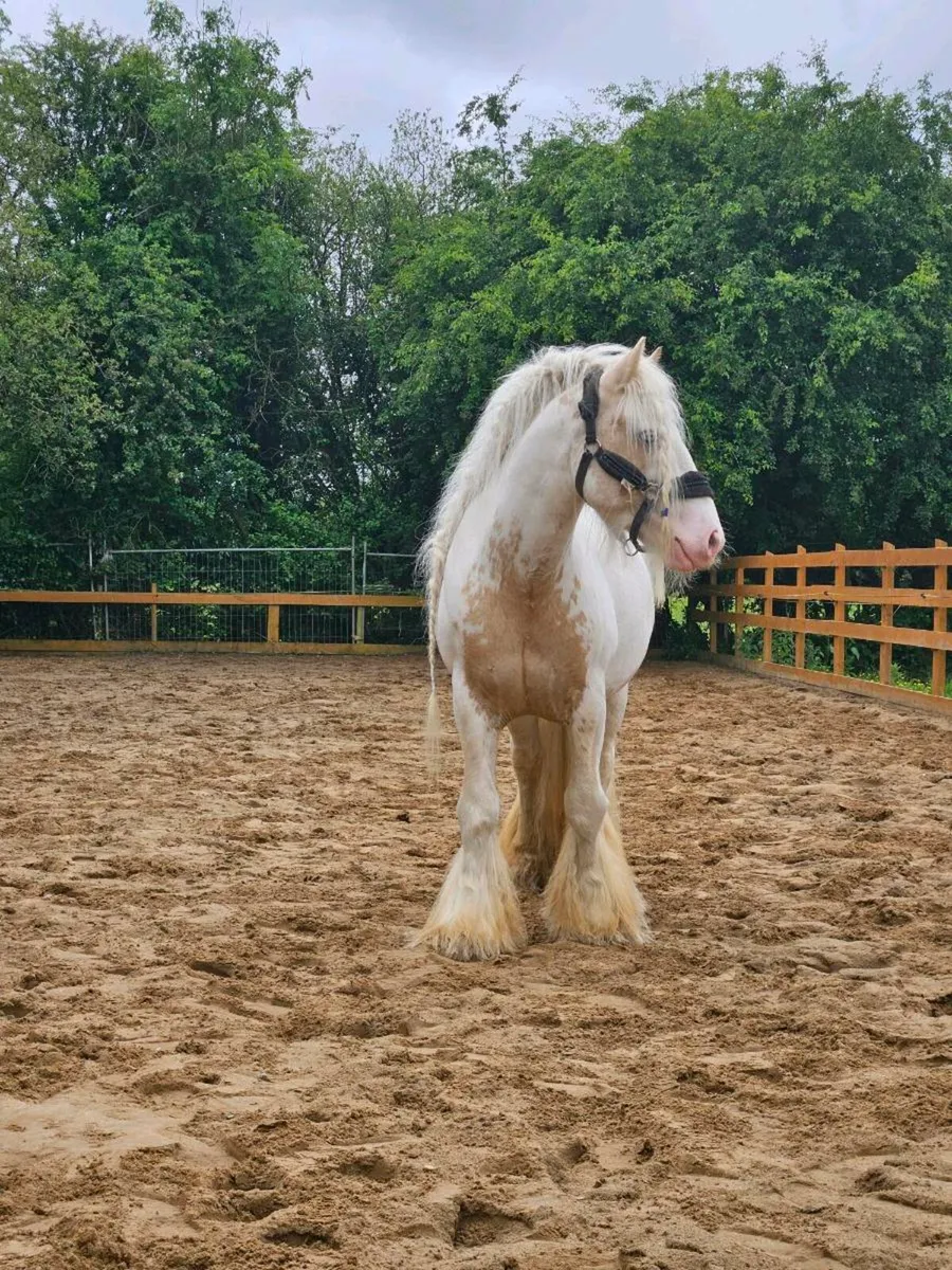 Palimno and white stallion - Image 4