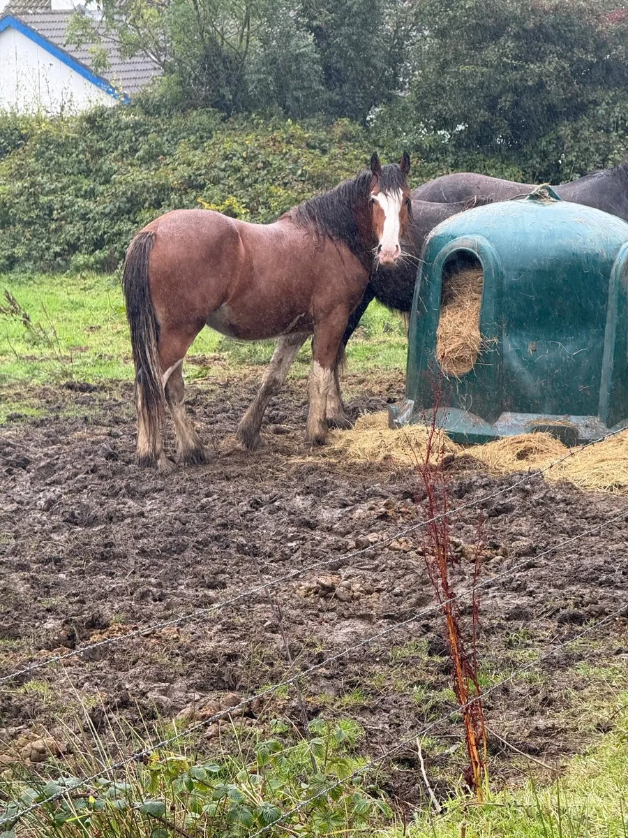 Shire horse - Image 1