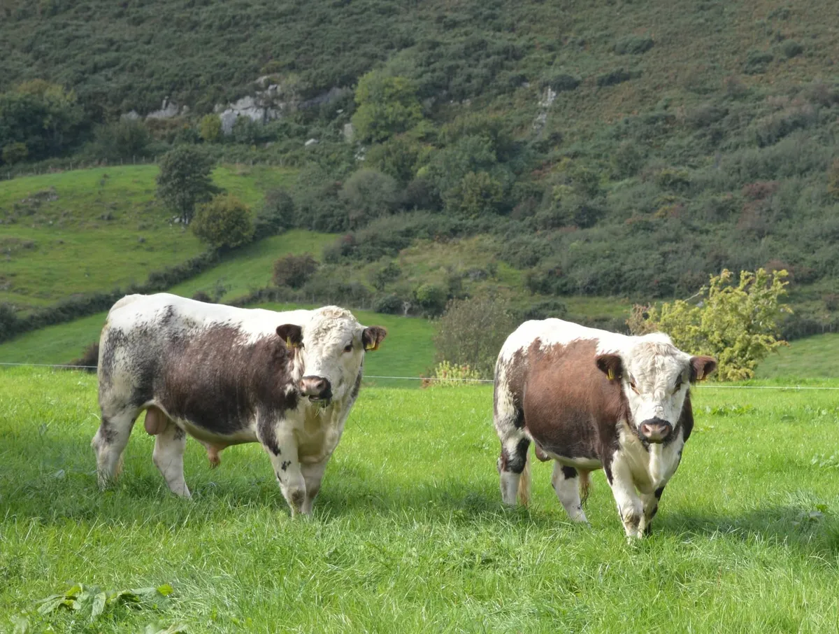 Irish Moiled Bulls - Image 1