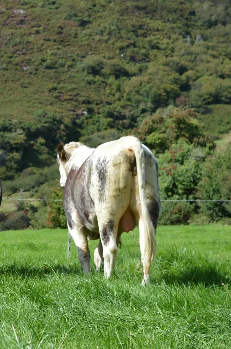 Irish Moiled Bulls - Image 4