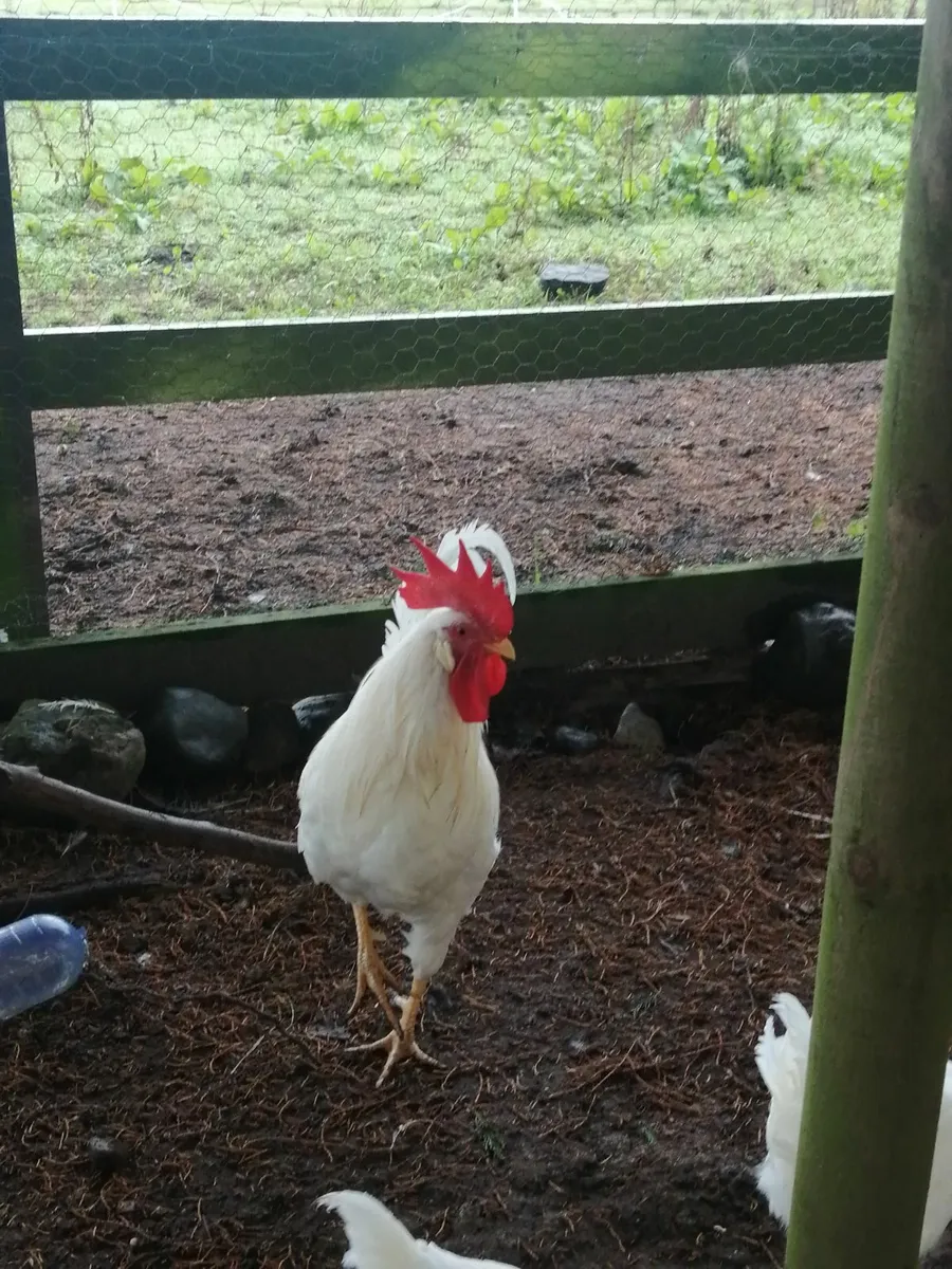 White leghorns Rooster and 2 hens - Image 1