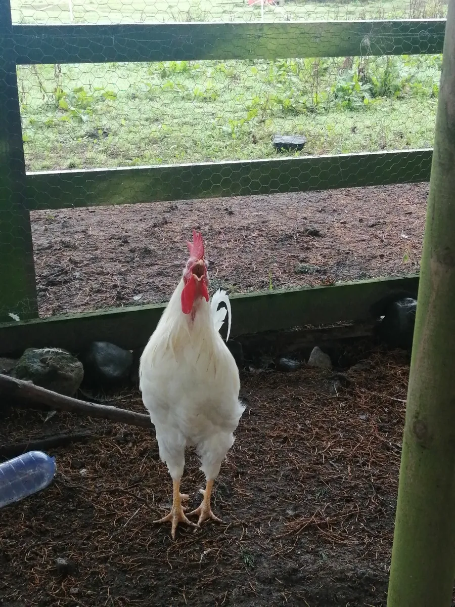 White leghorns Rooster and 2 hens - Image 4