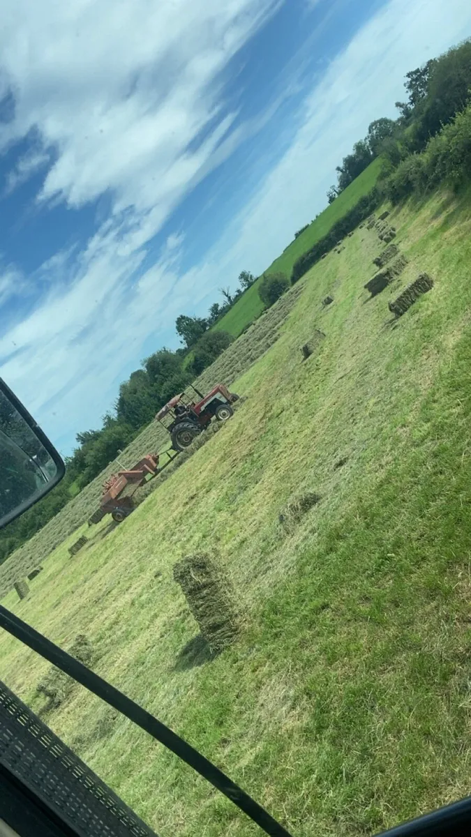 Hay