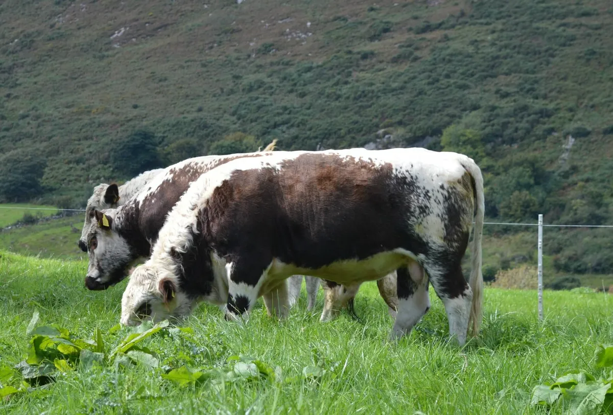 Irish Moiled Bulls - Image 2