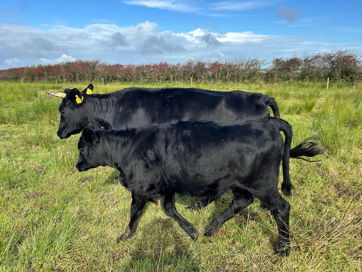PBR Kerry Heifer - Image 3