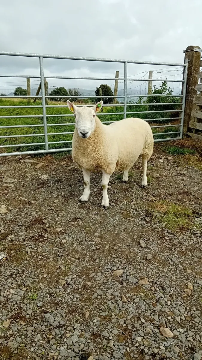 North Country Cheviot Hogget Ram, SIS Approved - Image 3