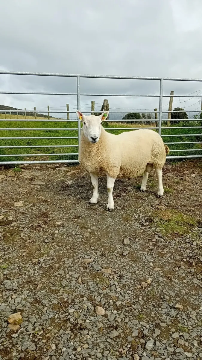 North Country Cheviot Hogget Ram, SIS Approved - Image 2