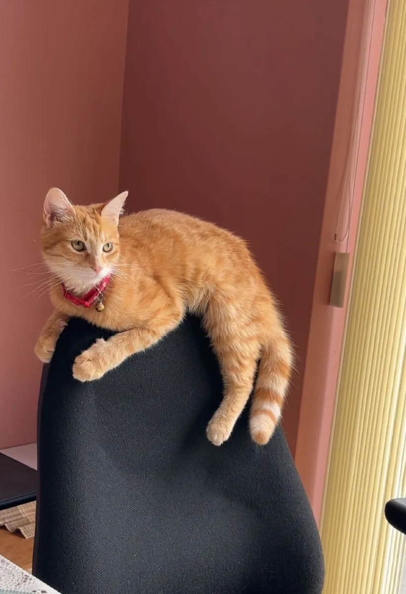 Cat - Image 1