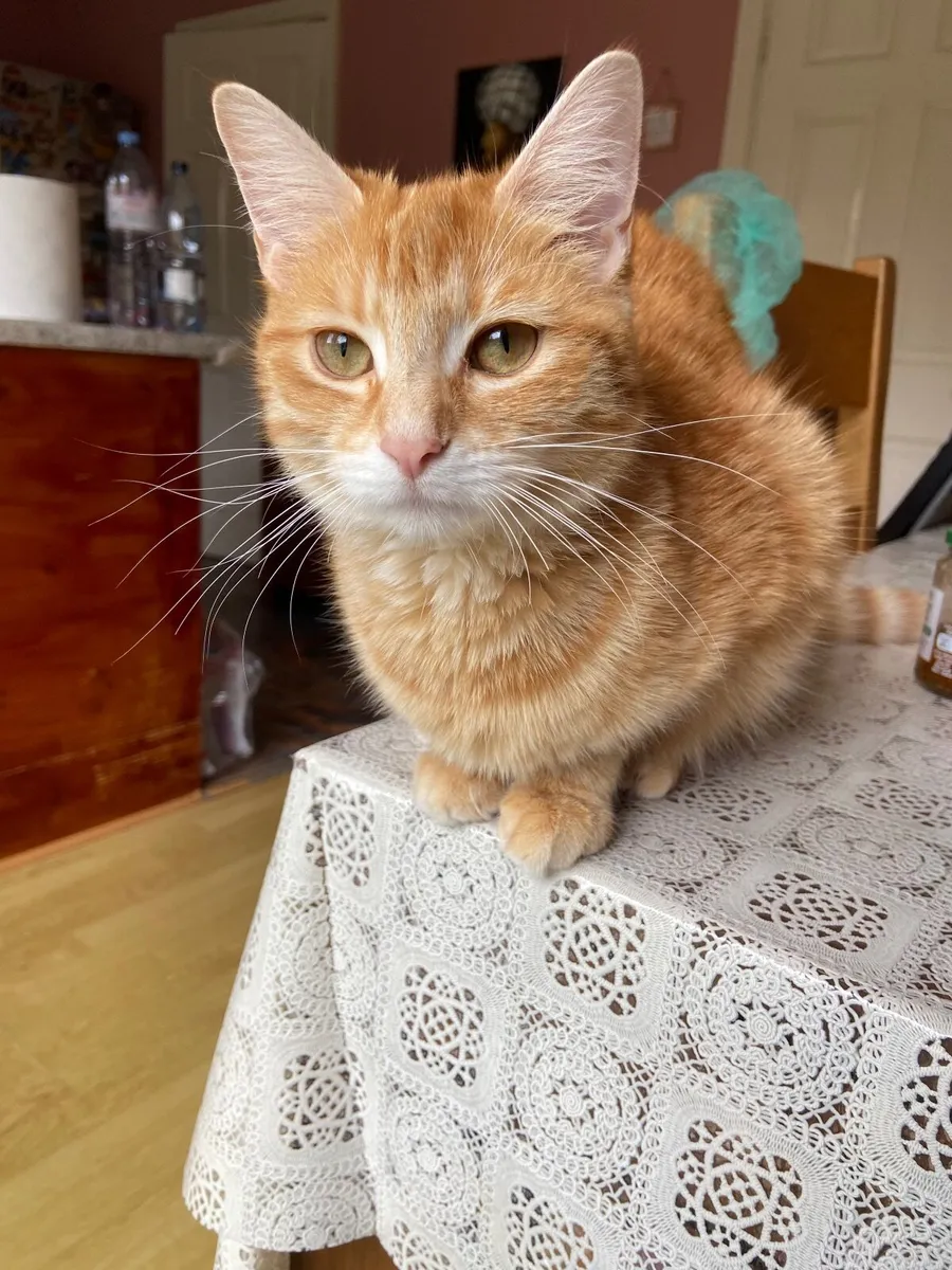 Cat - Image 2