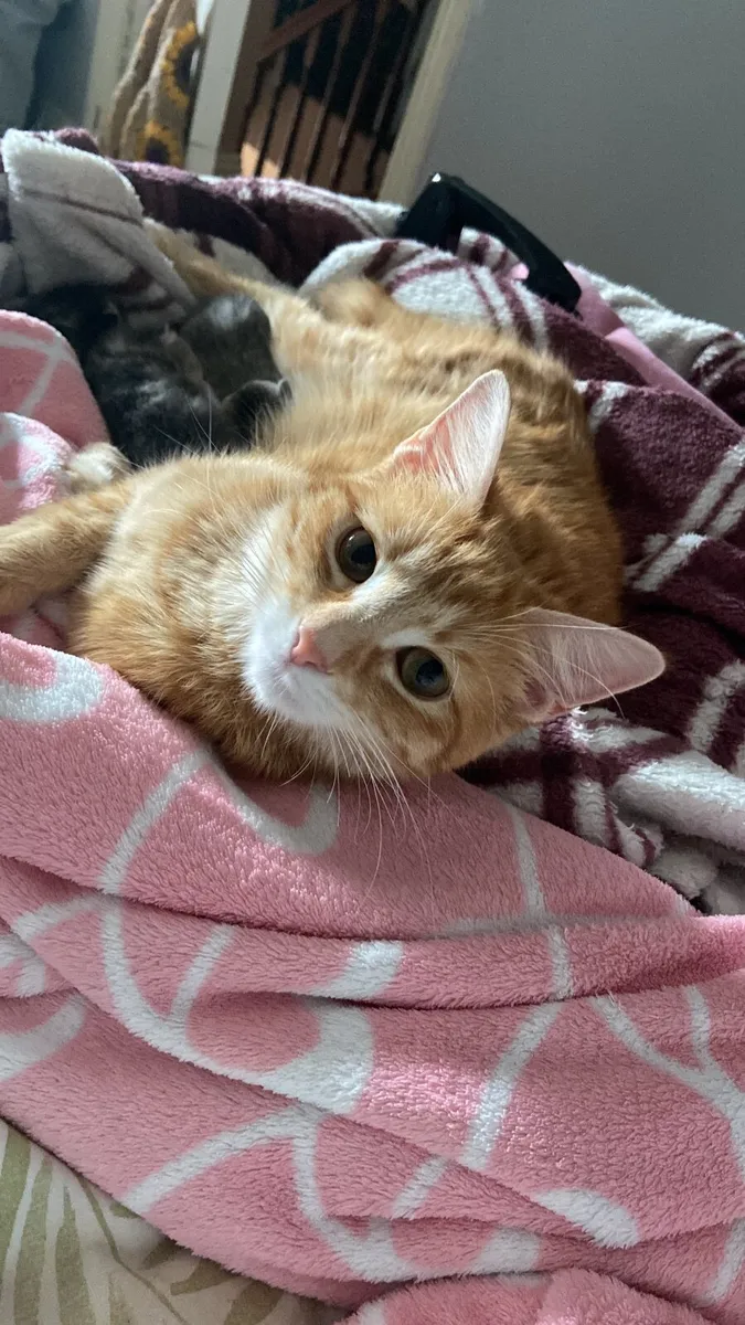 Cat - Image 4