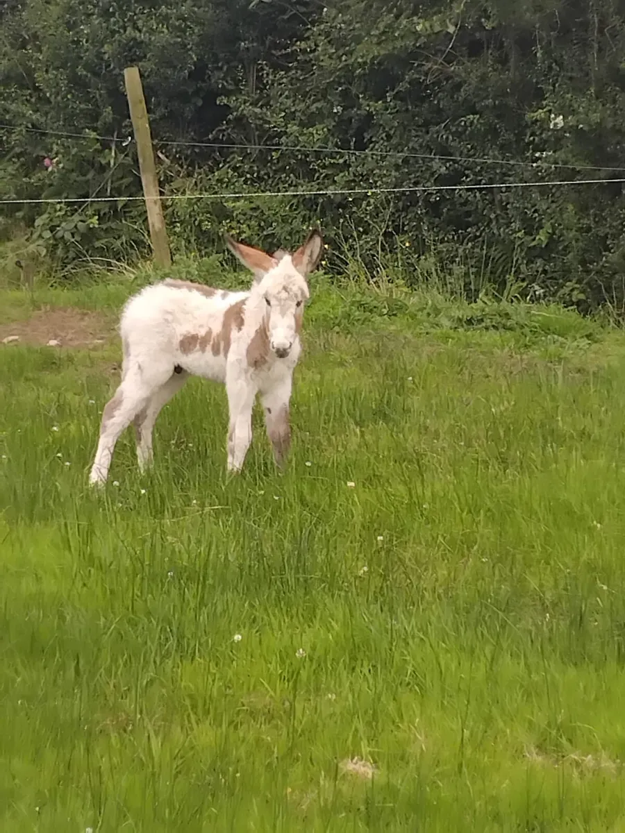 Colored Jack Foal - Image 2