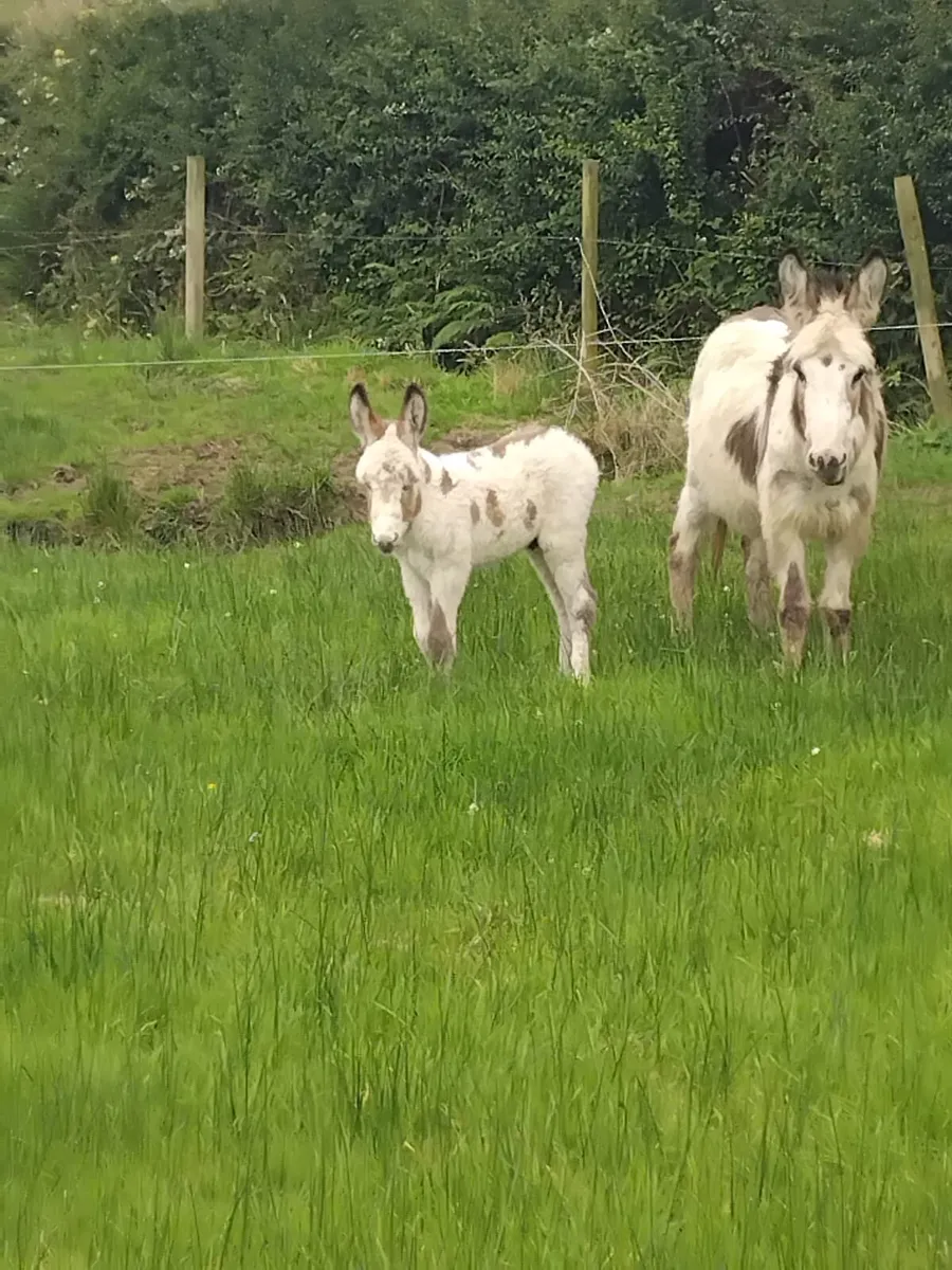 Colored Jack Foal - Image 1