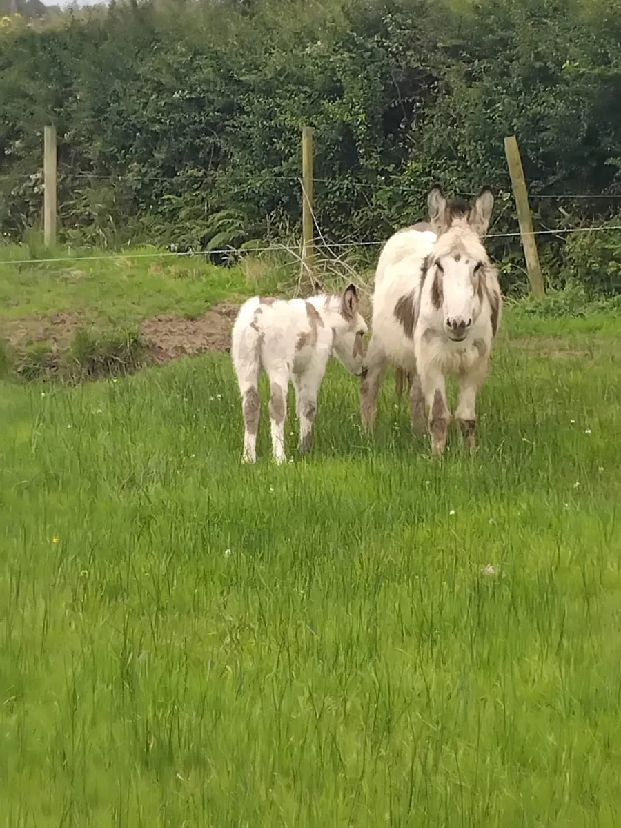 Colored Jack Foal - Image 3