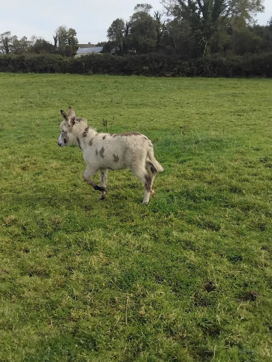 Colored Jack Foal - Image 4